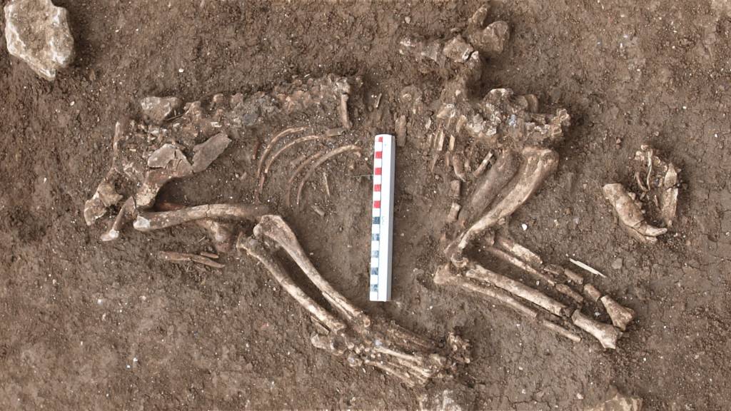 A Roman dog skeleton laid out at the top of a trench, found in the 2019 excavations
