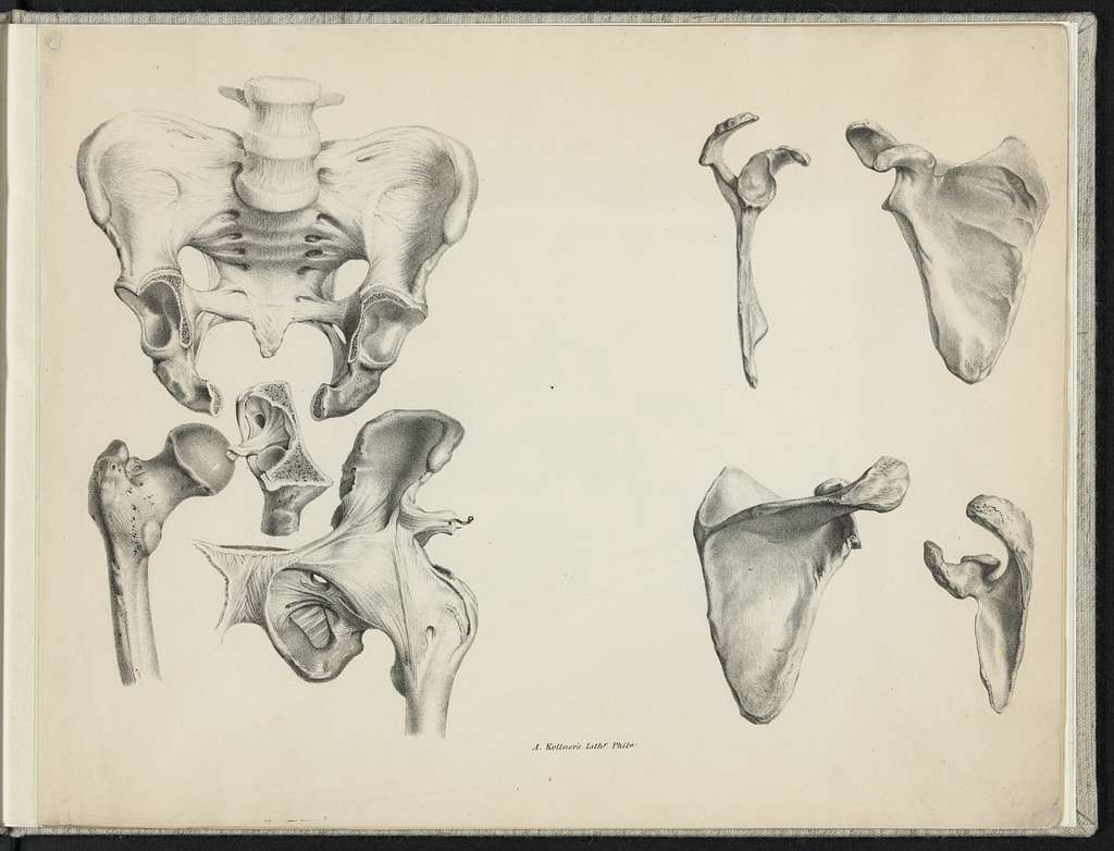 Print speciman of anatomical illustrations of human pelvis and hip bones by Augustus Killner, 1813-1906, lithographer