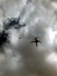 A kite (bird of prey) hovers above a drone while it photographs the site